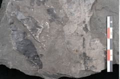 Foto (Detailansicht) von Taeniopteris vittata  (NHMW-GEO-2024-0188-10607)
